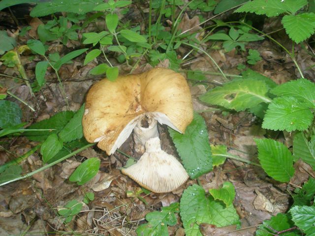 russula_farinipes_2.jpg