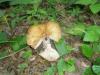 russula_farinipes_2_t1.jpg