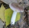 russula_fragilis_1_t1.jpg