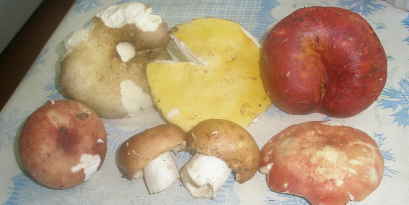 russula_mix_1.jpg