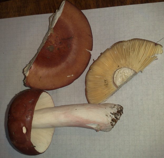 russula_sp.jpg