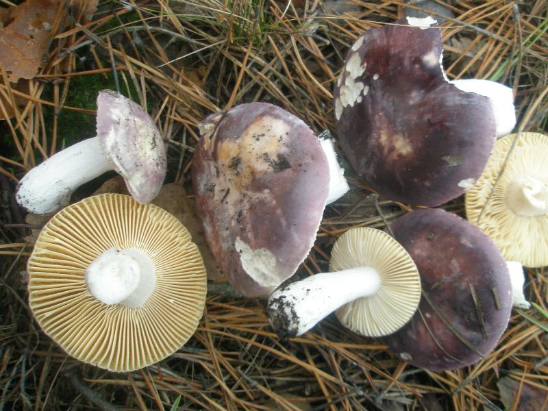 russula_sp_1.jpg