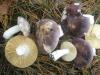 russula_sp_1_t1.jpg