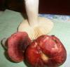 russula_sp_2_t1.jpg