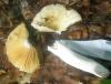 russula_sp_lutea_4_t1.jpg