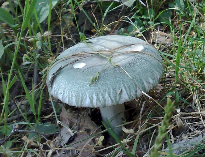 russula_virescens1.jpg