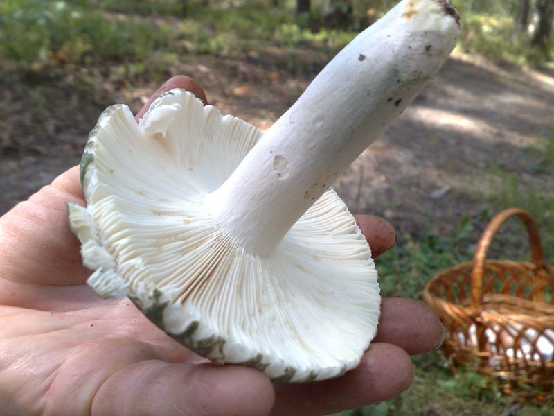 russula_virescens2.jpg