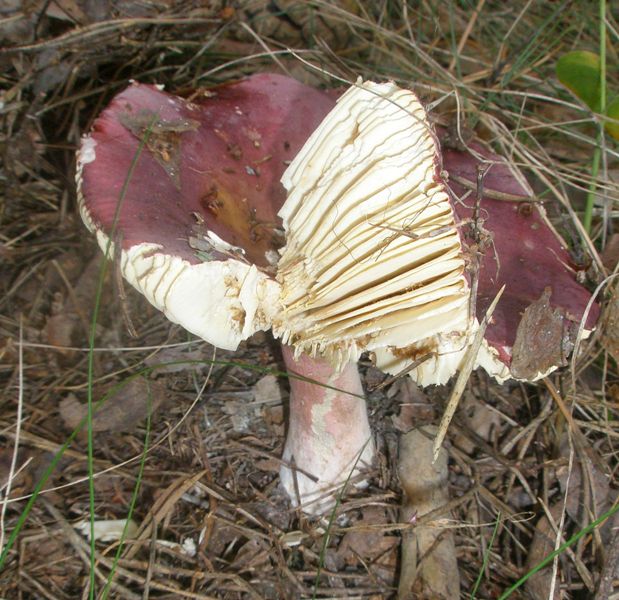 russula_xerampelina_1.jpg