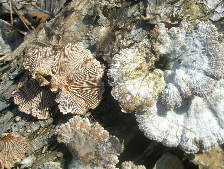 schizophyllum_commune_4.jpg