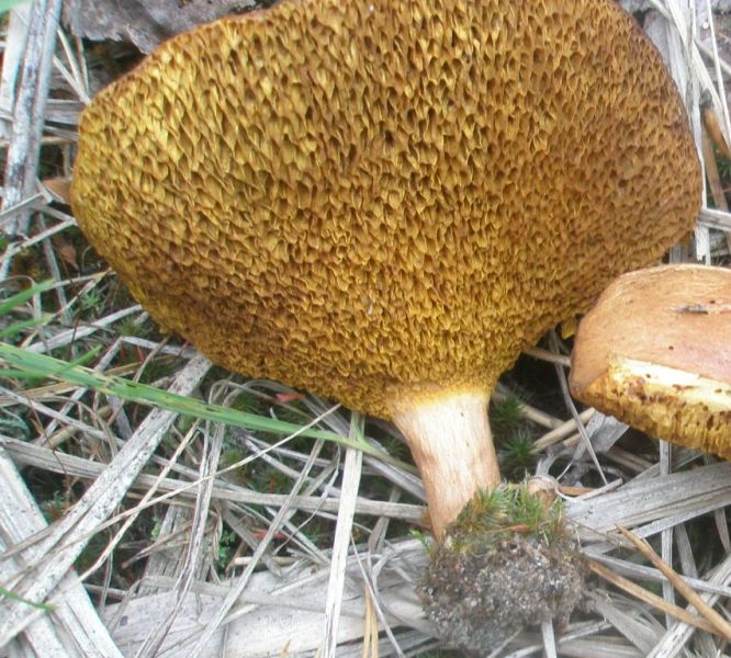 suillus_bovinus_1.jpg