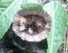 thelephora_sp_1_t1.jpg
