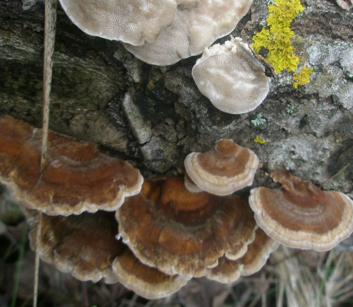 trametes_sp_2.jpg