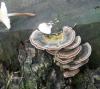 trametes_versicolor_t1.jpg