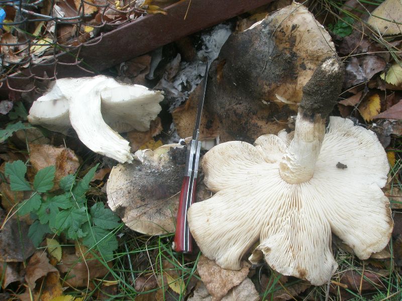 tricholoma_populinum_1.jpg