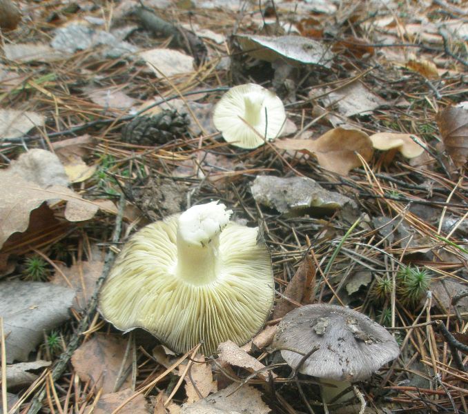 tricholoma_portentosum.jpg