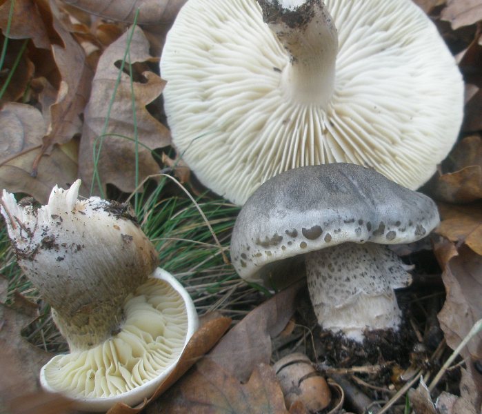 tricholoma_saponaceum_1.jpg