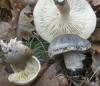 tricholoma_saponaceum_1_t1.jpg