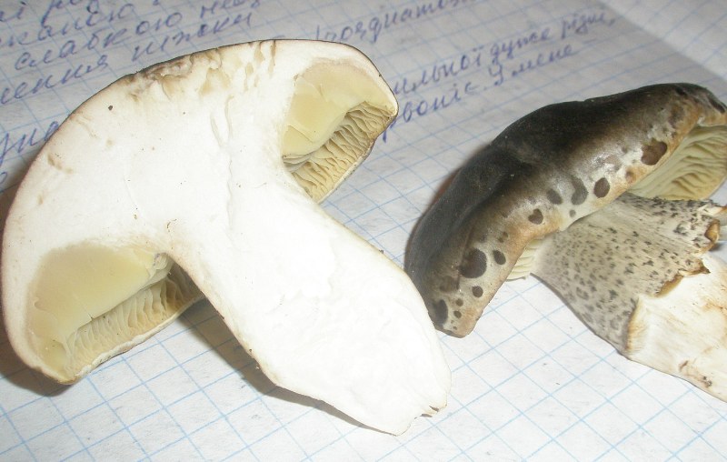 tricholoma_saponaceum_3.jpg