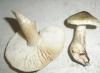 tricholoma_saponaceum_4_t1.jpg