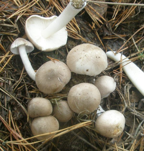 tricholoma_terreum_1.jpg