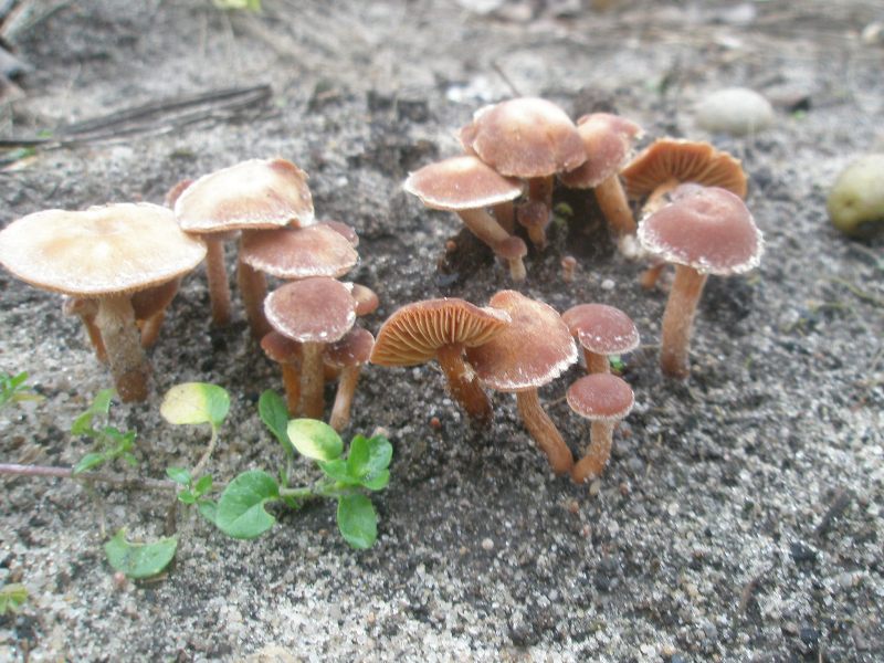 tubaria_sp.jpg