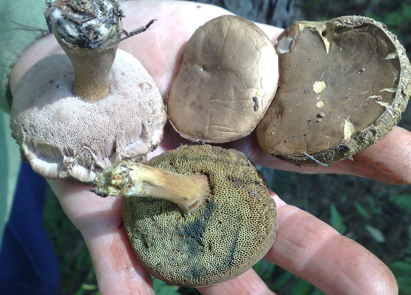 tylopilus_boletus_badius.jpg