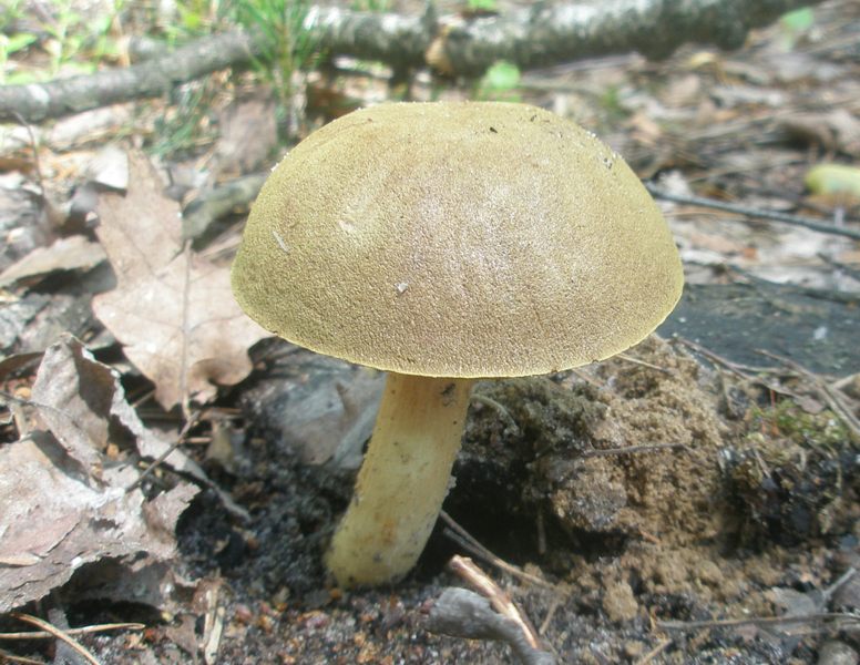 xerocomus_subtomentosus_1.jpg
