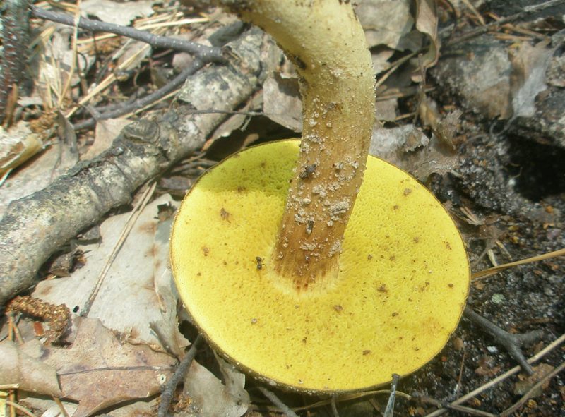 xerocomus_subtomentosus_2.jpg
