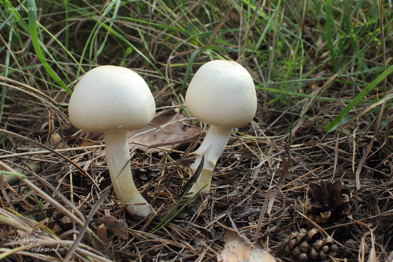 agaricus_01_1.jpg