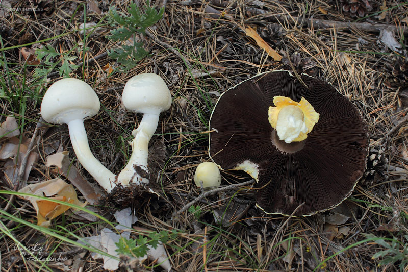 agaricus_01_2.jpg