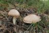 agaricus_01_t1.jpg