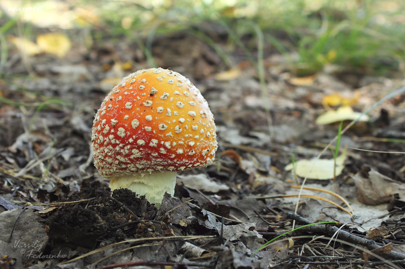 amanita-muscaria_01.jpg