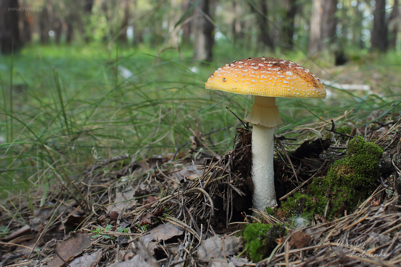 amanita-muscaria_02.jpg