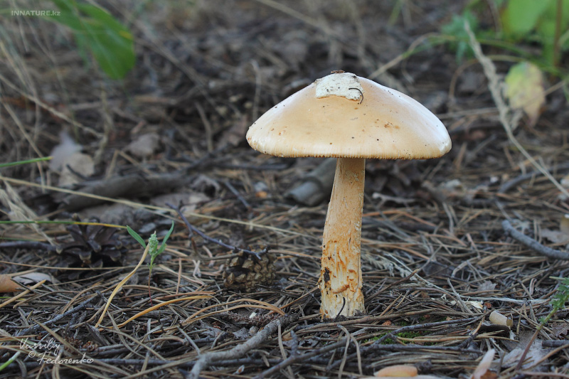 amanita_01_1.jpg