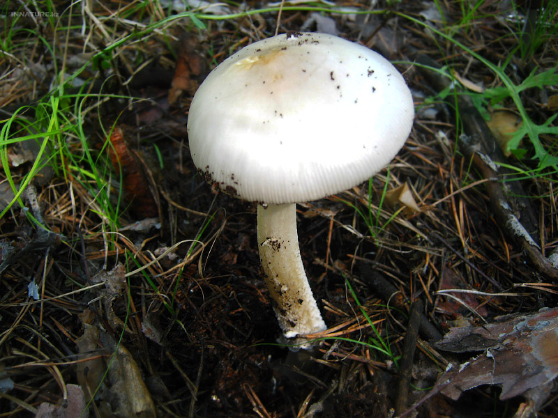 amanitopsis-alba_01.jpg