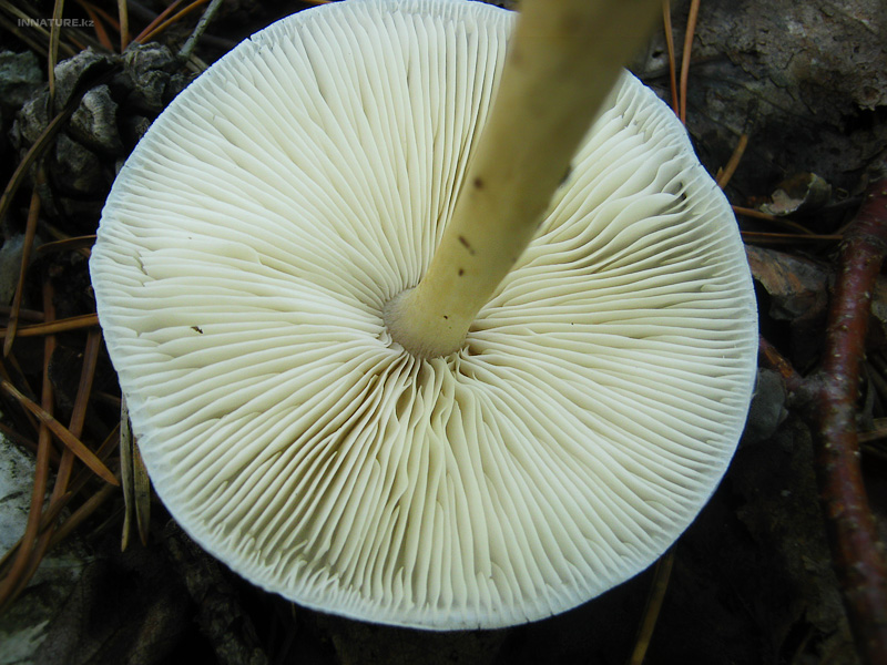 amanitopsis-alba_03.jpg
