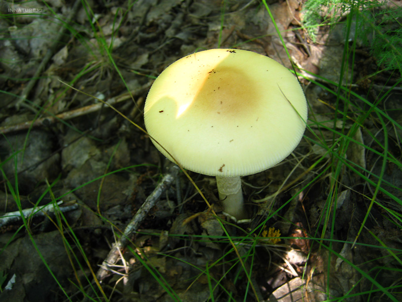 amanitopsis-alba_04.jpg