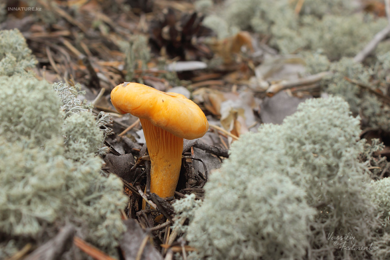 cantharellus-cibarius_02.jpg