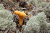 cantharellus-cibarius_02_t1.jpg