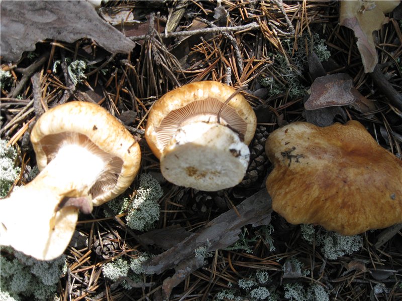 cortinarius_01_1.jpg
