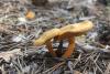 cortinarius_01_t1.jpg