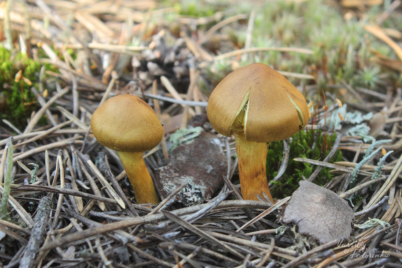 cortinarius_03.jpg