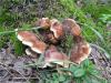 fungi_02_t1_1.jpg