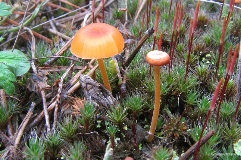fungi_04.jpg