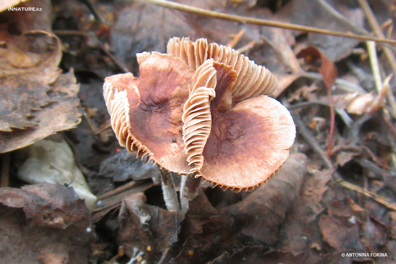 fungi_05.jpg