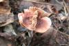 fungi_05_t1.jpg