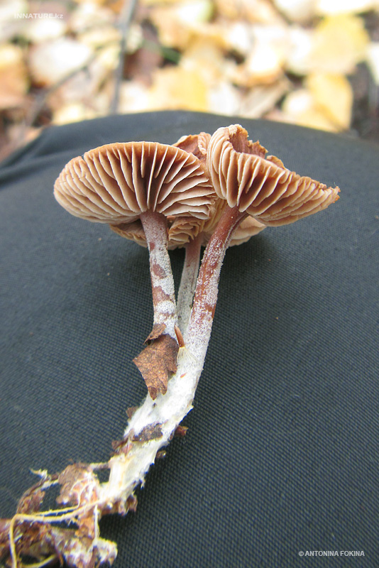 fungi_06.jpg