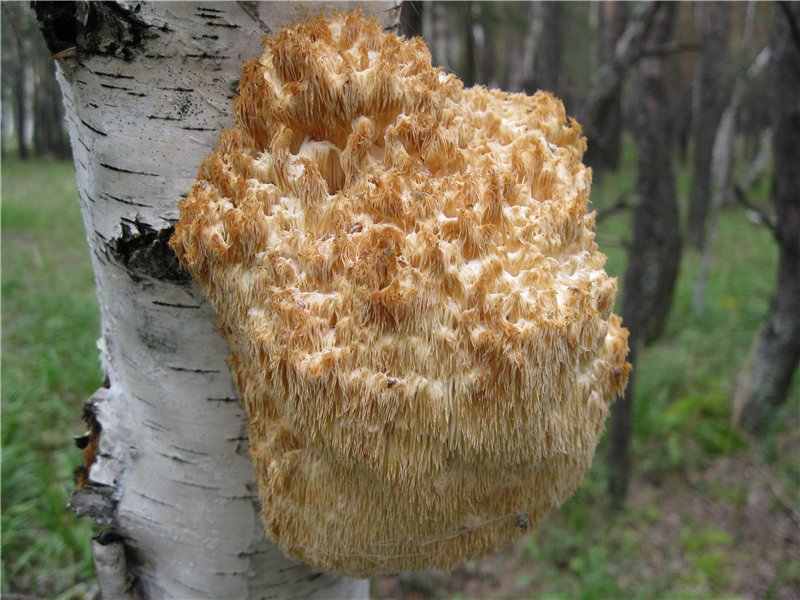 hericium_erinaceus_01.jpg
