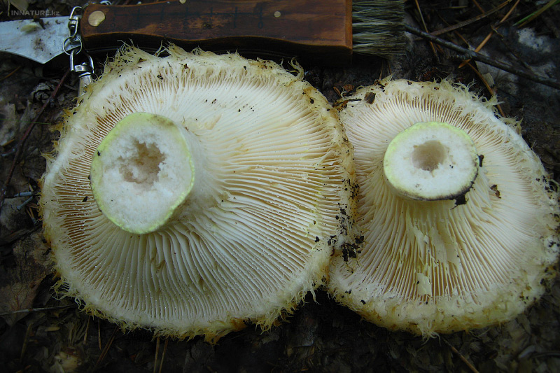 lactarius-aquizonatus_01.jpg