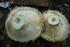lactarius-aquizonatus_01_t1.jpg